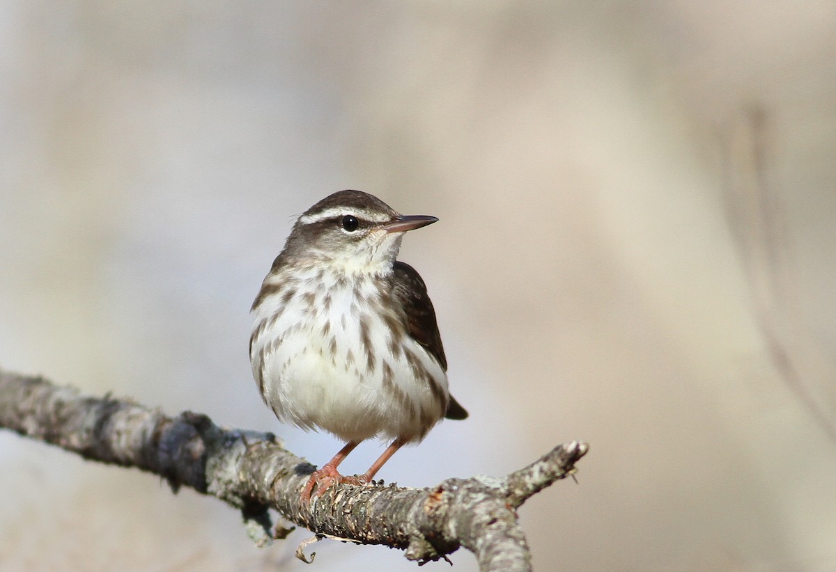 Louisiana Waterthrush - ML96063301