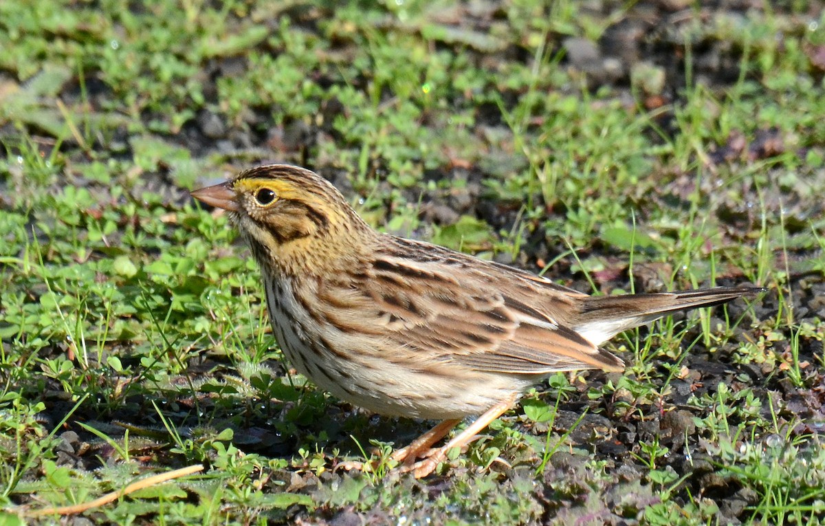 Savannah Sparrow - ML96063881
