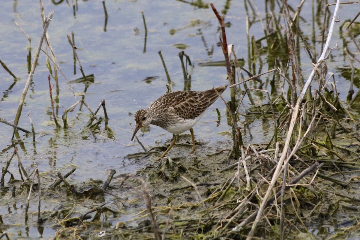 Pectoral Sandpiper - ML96065281