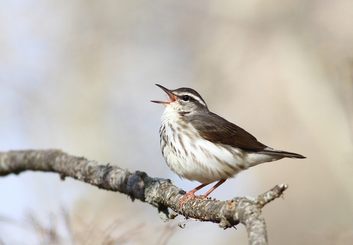 Louisiana Waterthrush - ML96065391