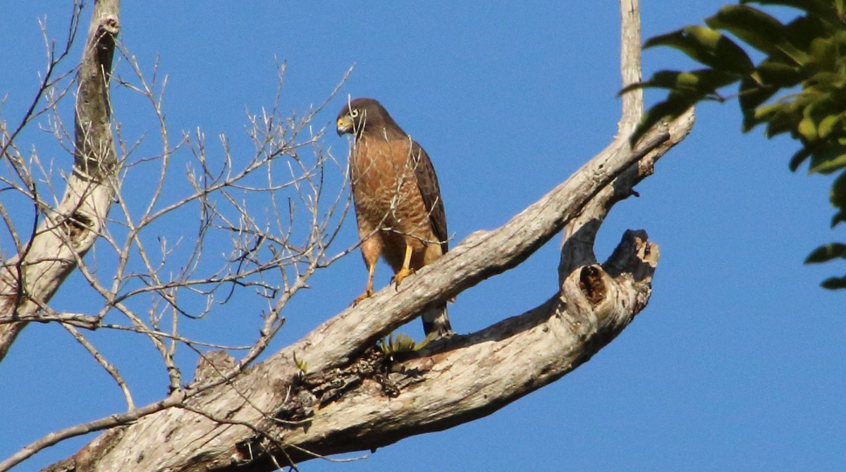 Roadside Hawk - ML96065771