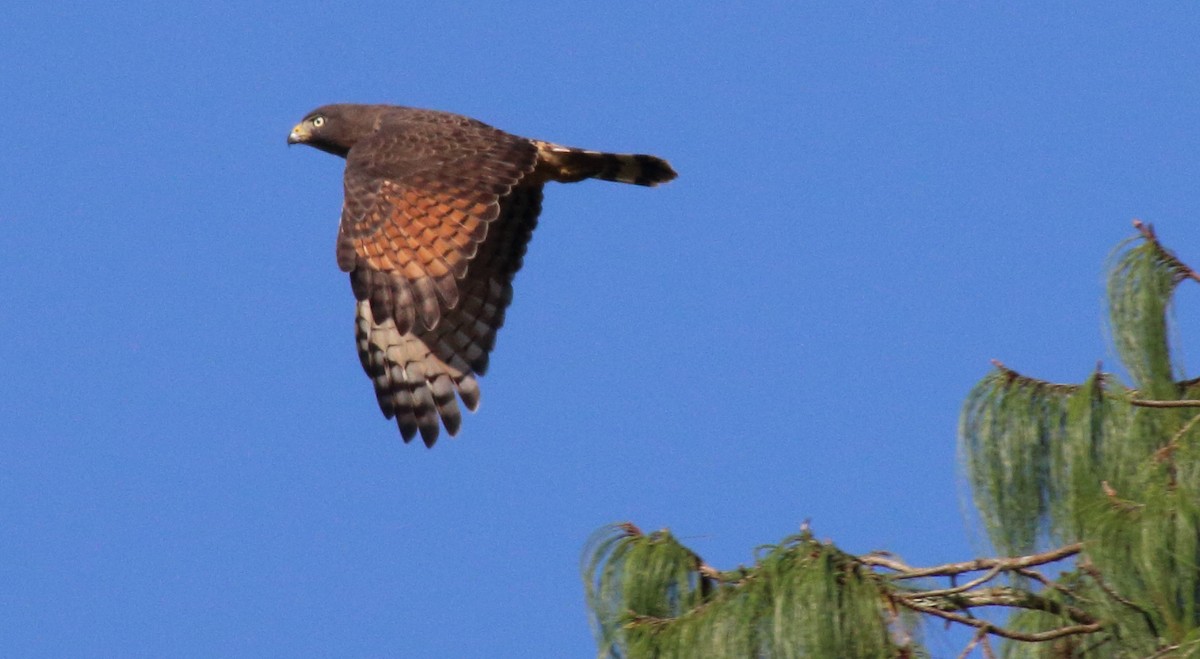 Roadside Hawk - ML96065781