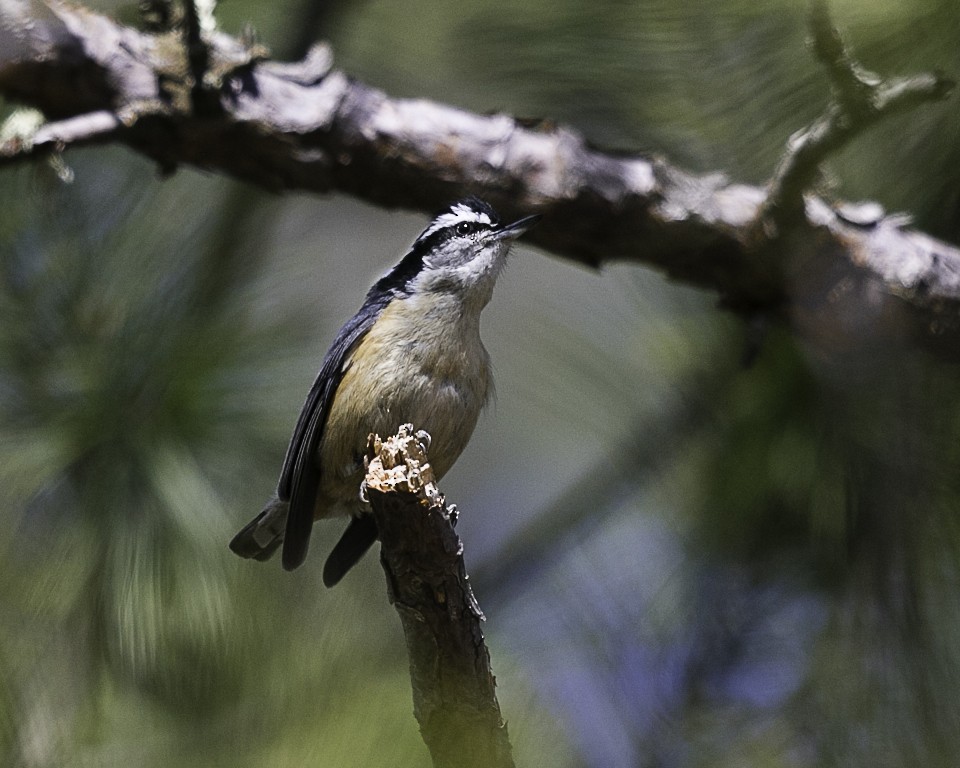 Red-breasted Nuthatch - ML96065891