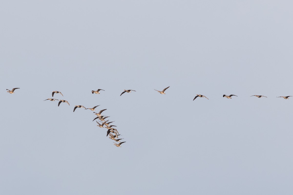 Greater White-fronted Goose - ML96066811
