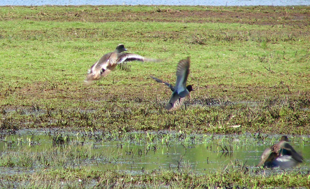 American Wigeon - ML96068121