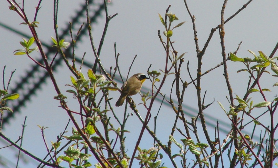 Common Yellowthroat - ML96068391