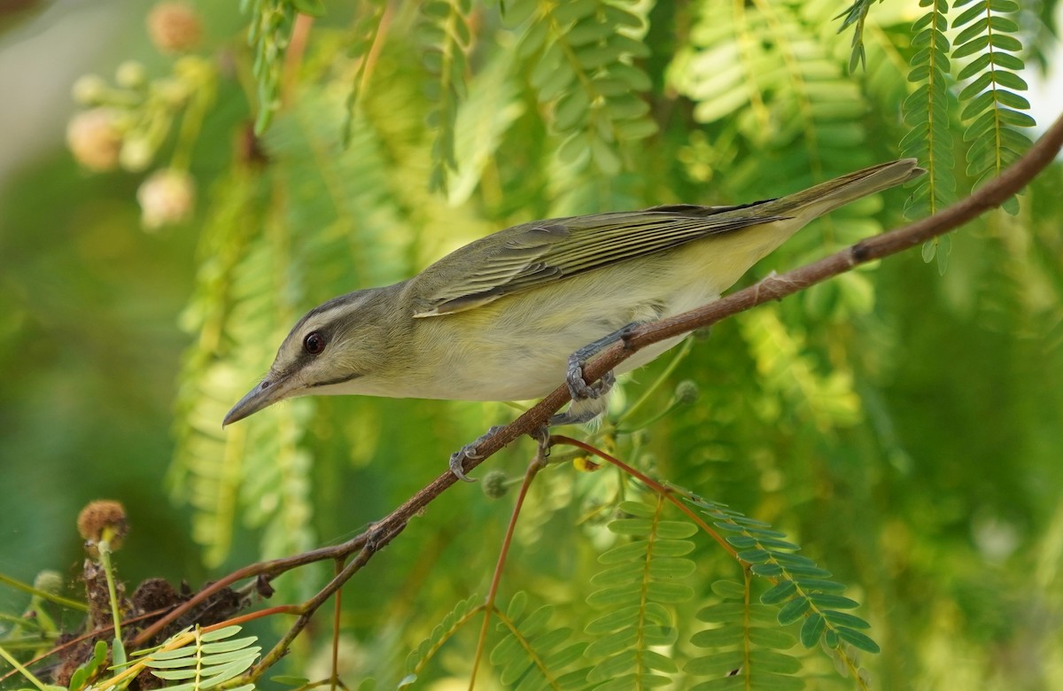 Black-whiskered Vireo - Teri Zambon True