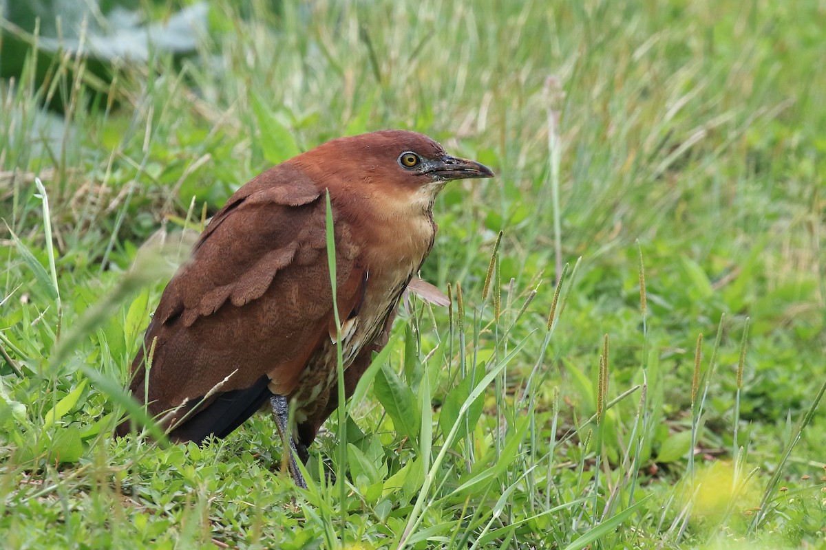 Japanese Night Heron - ML96068991