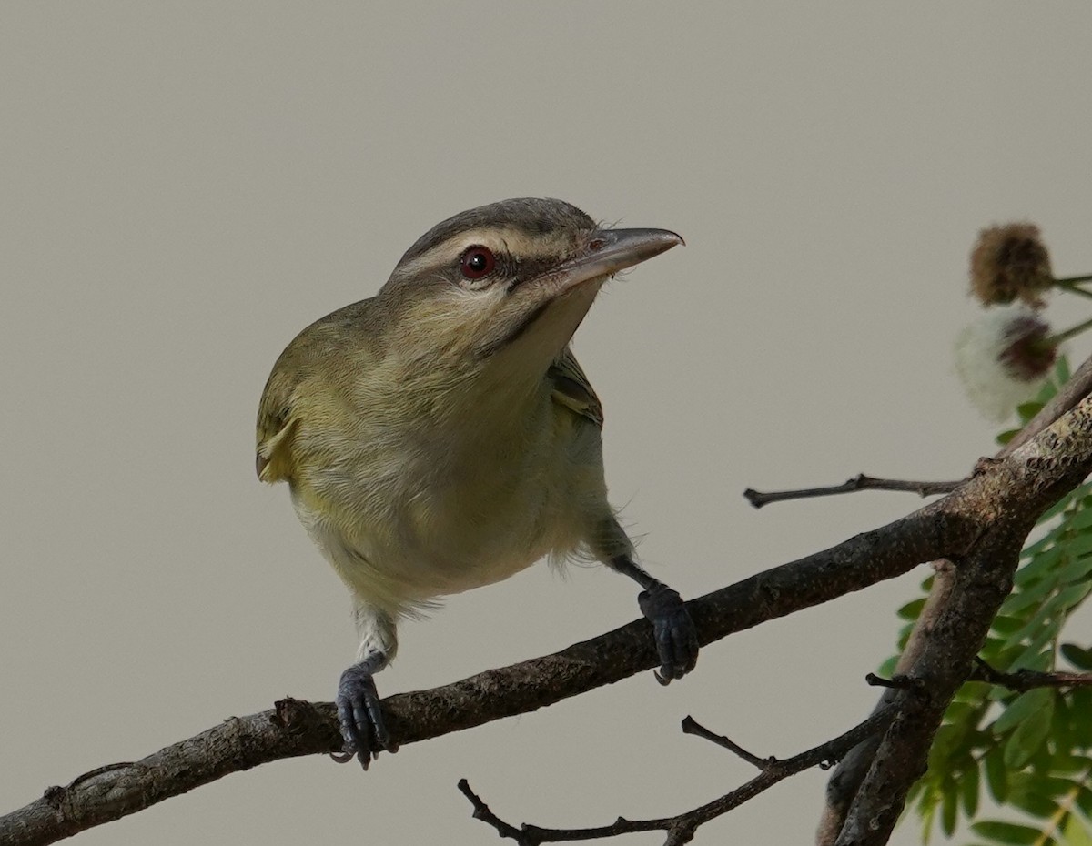 Black-whiskered Vireo - Teri Zambon True