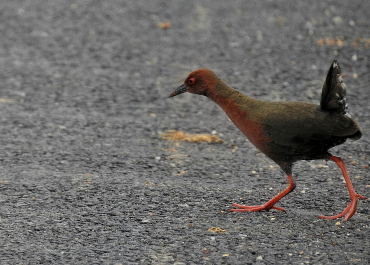 Ruddy-breasted Crake - ML96070991