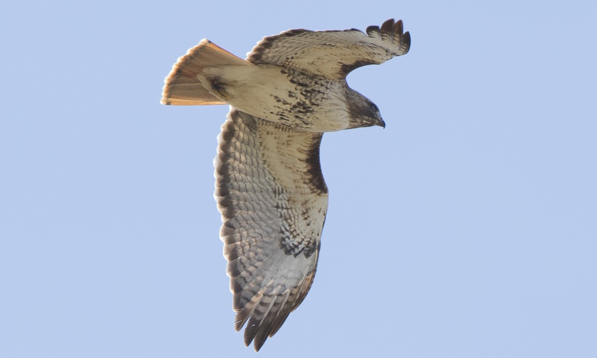 Red-tailed Hawk (borealis) - Steve Kelling