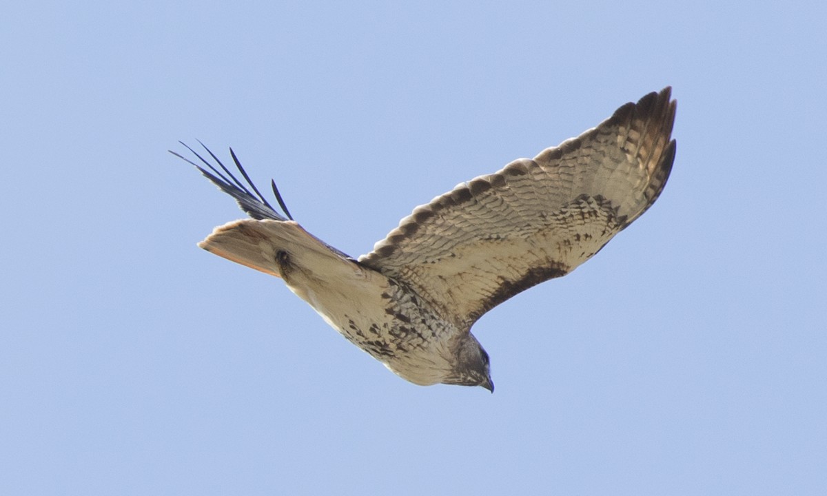 Red-tailed Hawk (borealis) - ML96071251