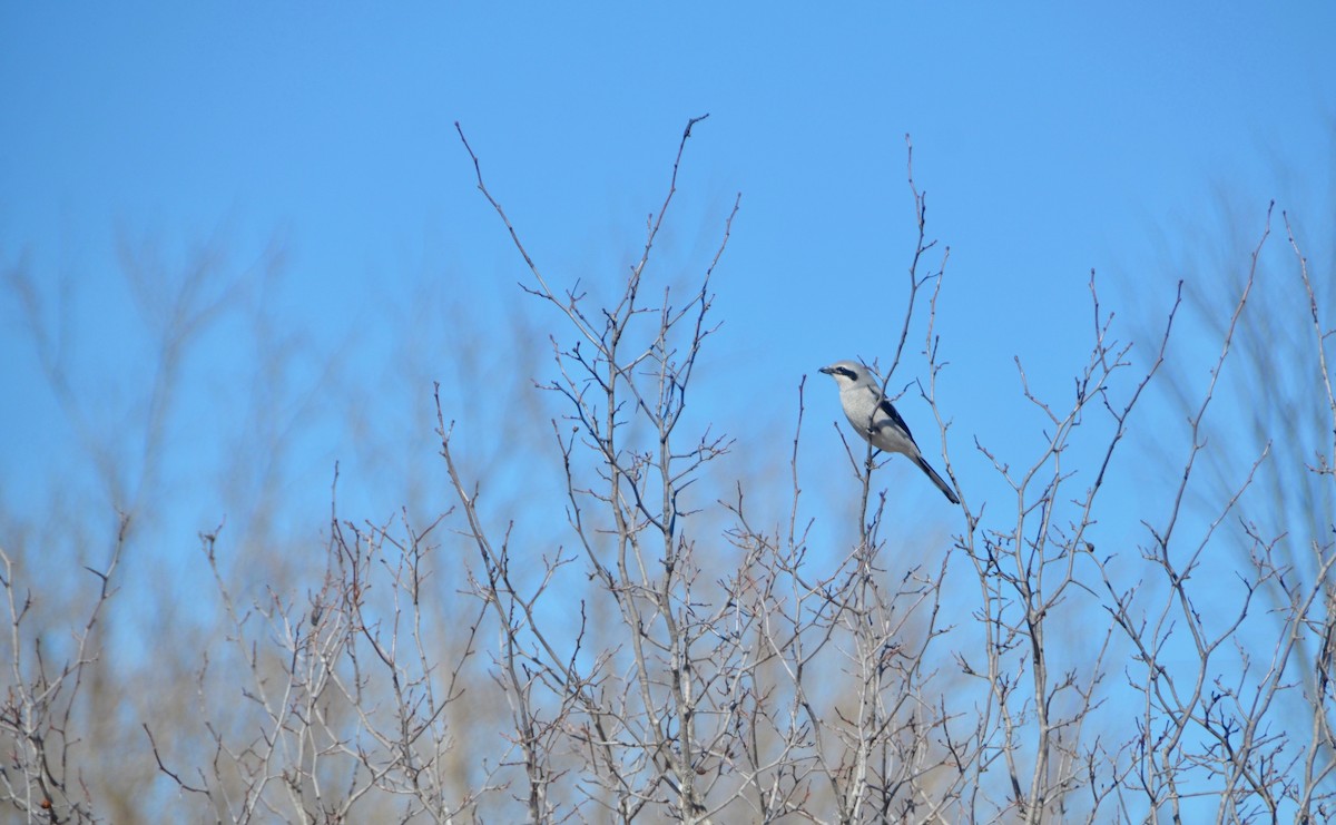 Northern Shrike - ML96071311