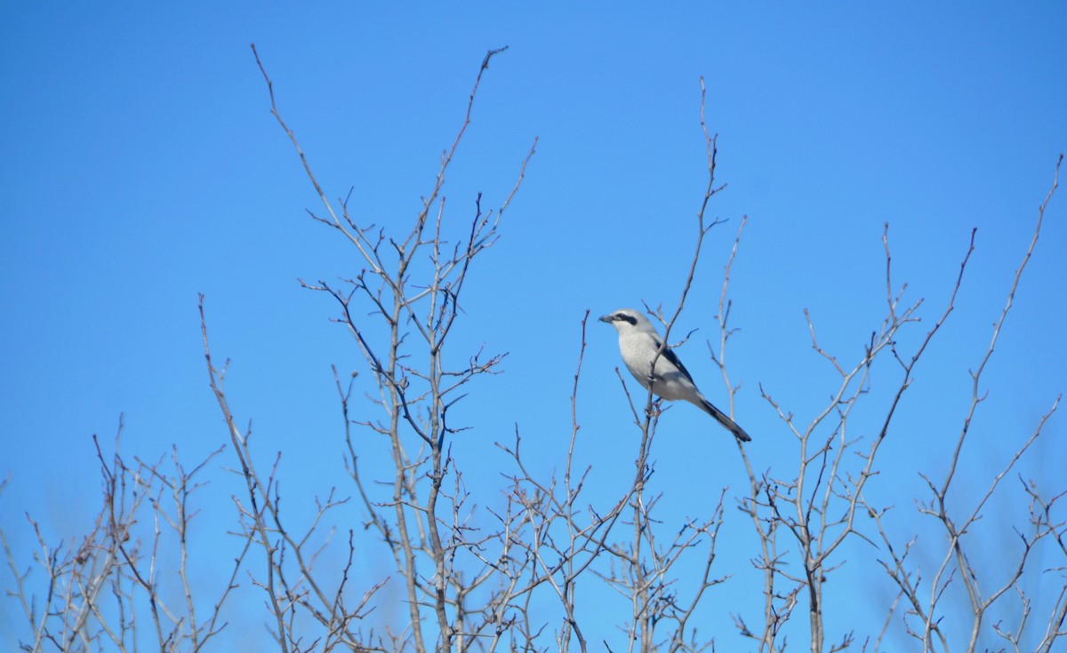 Northern Shrike - ML96071321