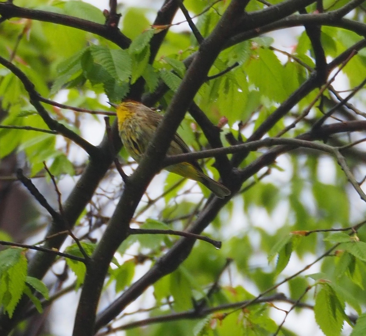 Palm Warbler - ML96073041