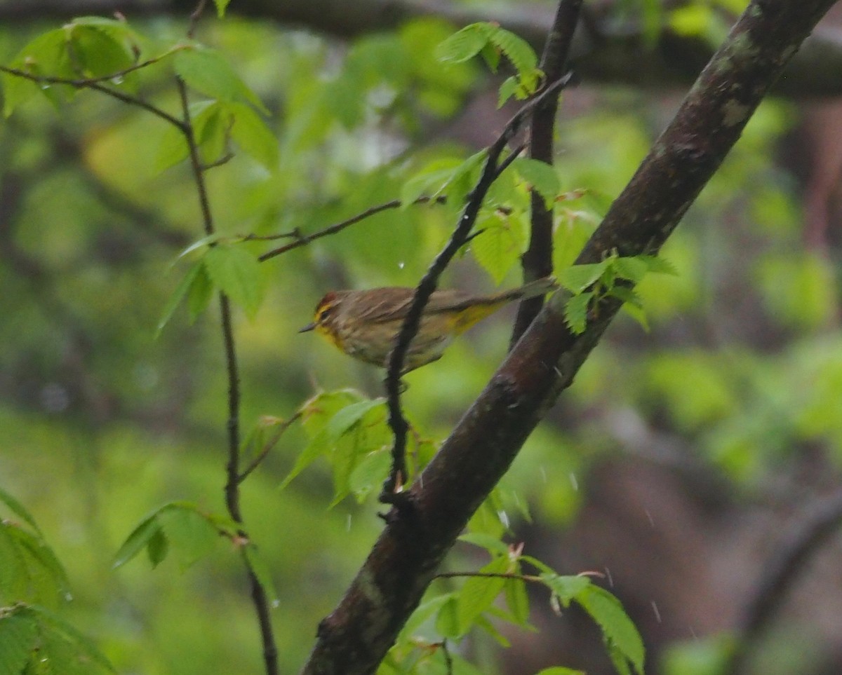 Palm Warbler - ML96073051
