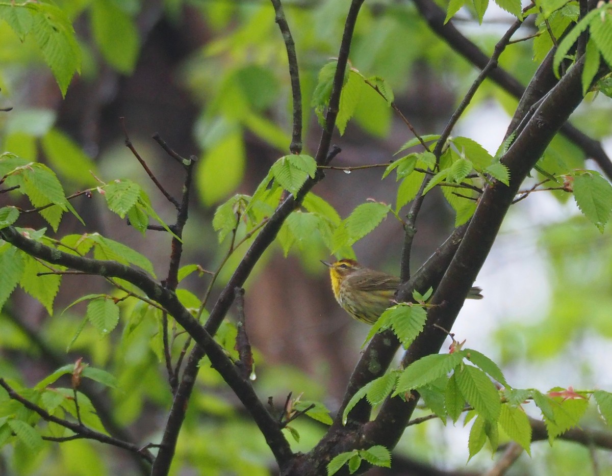 Palm Warbler - ML96073061