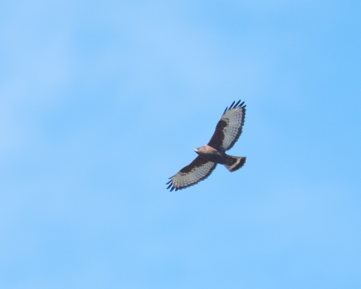 Broad-winged Hawk - ML96073961