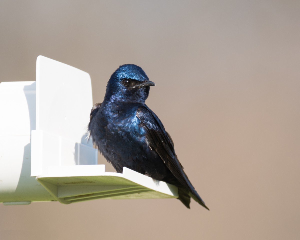 Purple Martin - Nic Allen