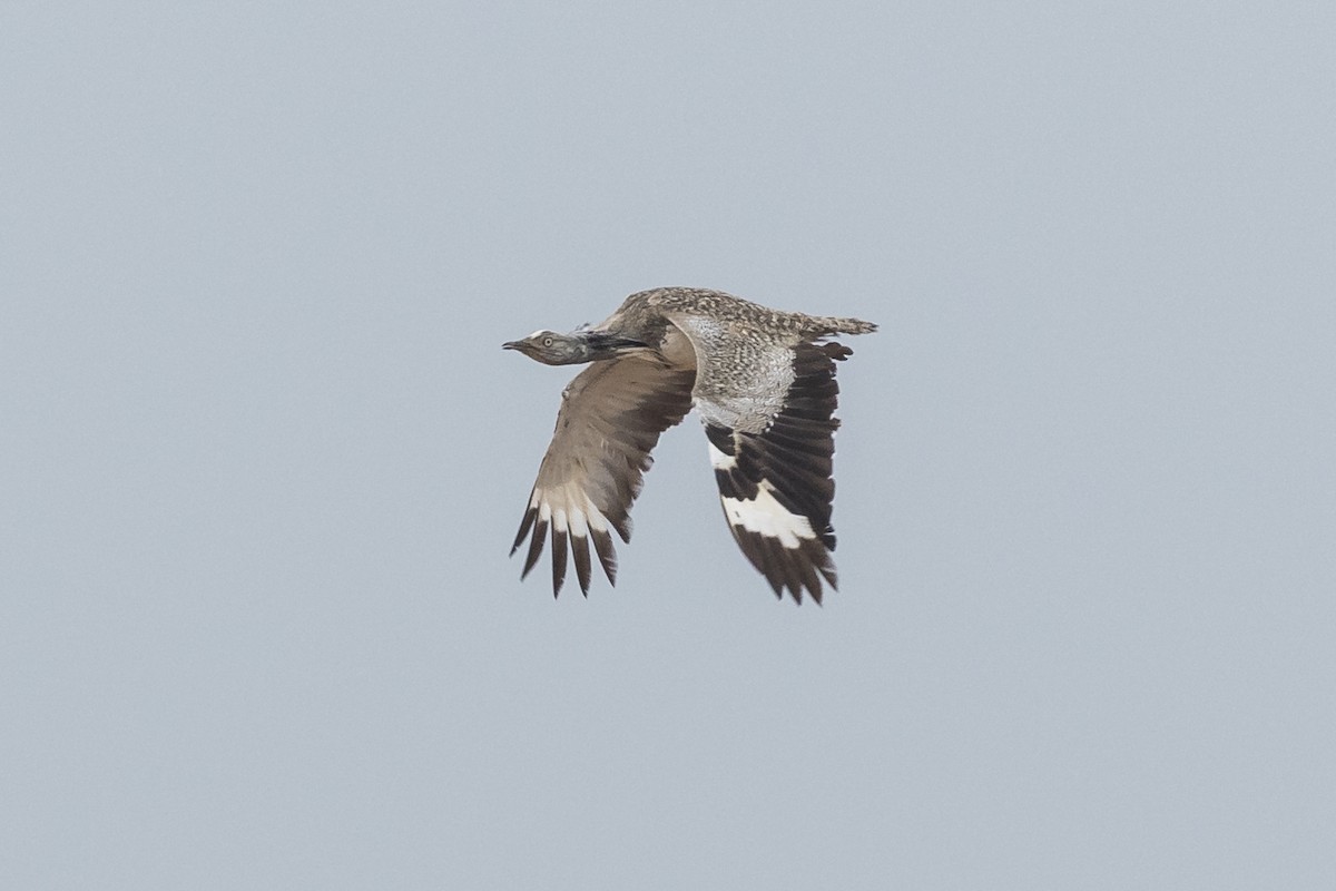 Houbara Bustard (Canary Is.) - James Kennerley