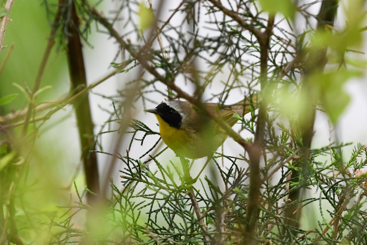 Common Yellowthroat - ML96076521