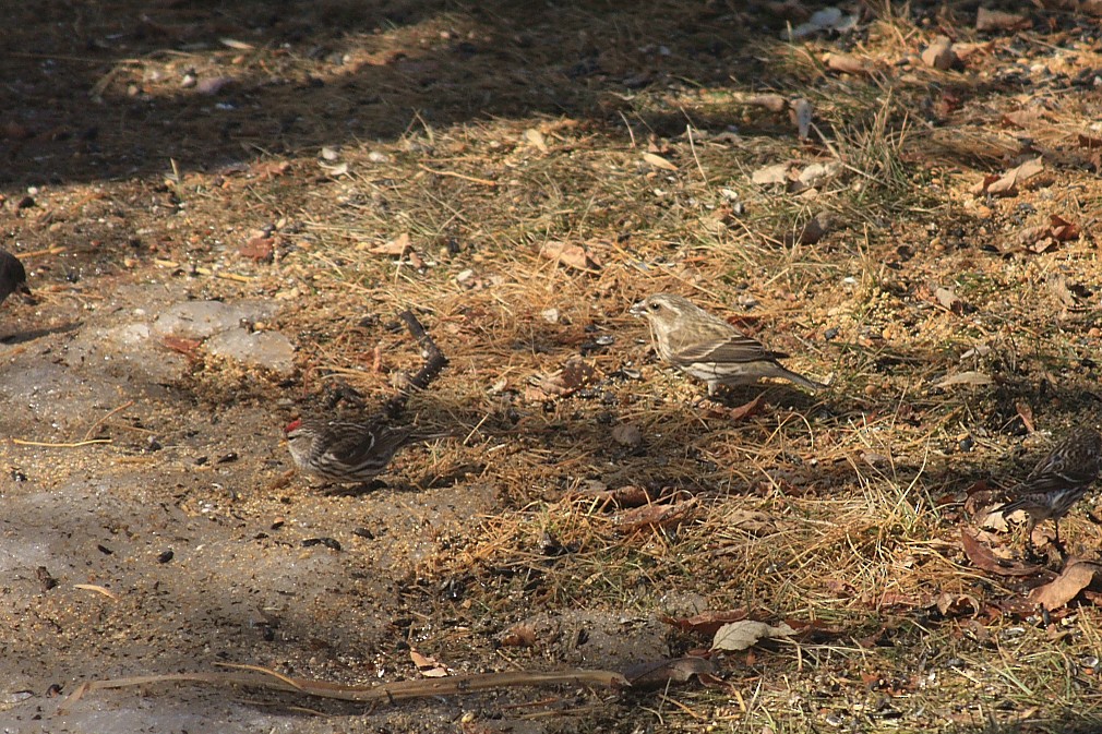 Purple Finch - ML96076571