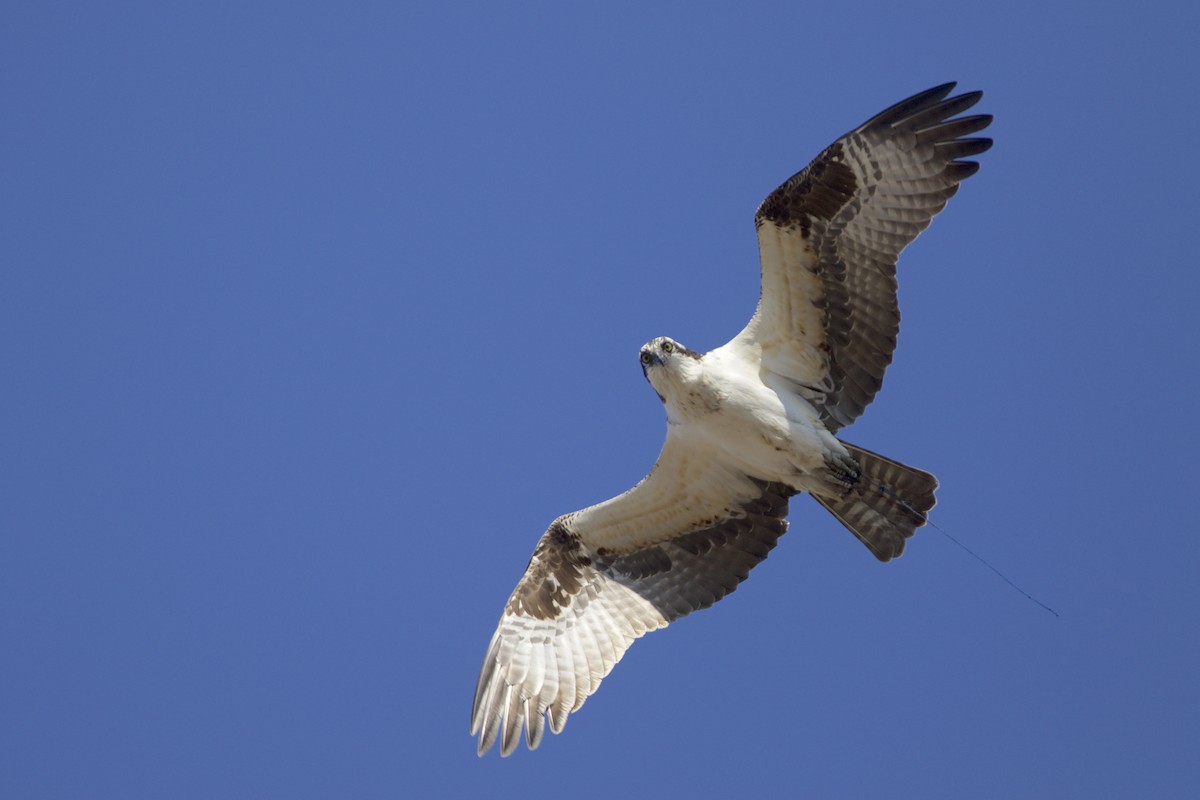 Balbuzard pêcheur - ML96076661