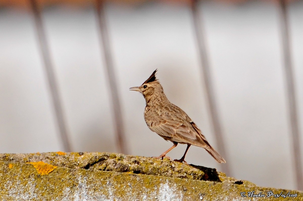 Crested Lark - ML96077301