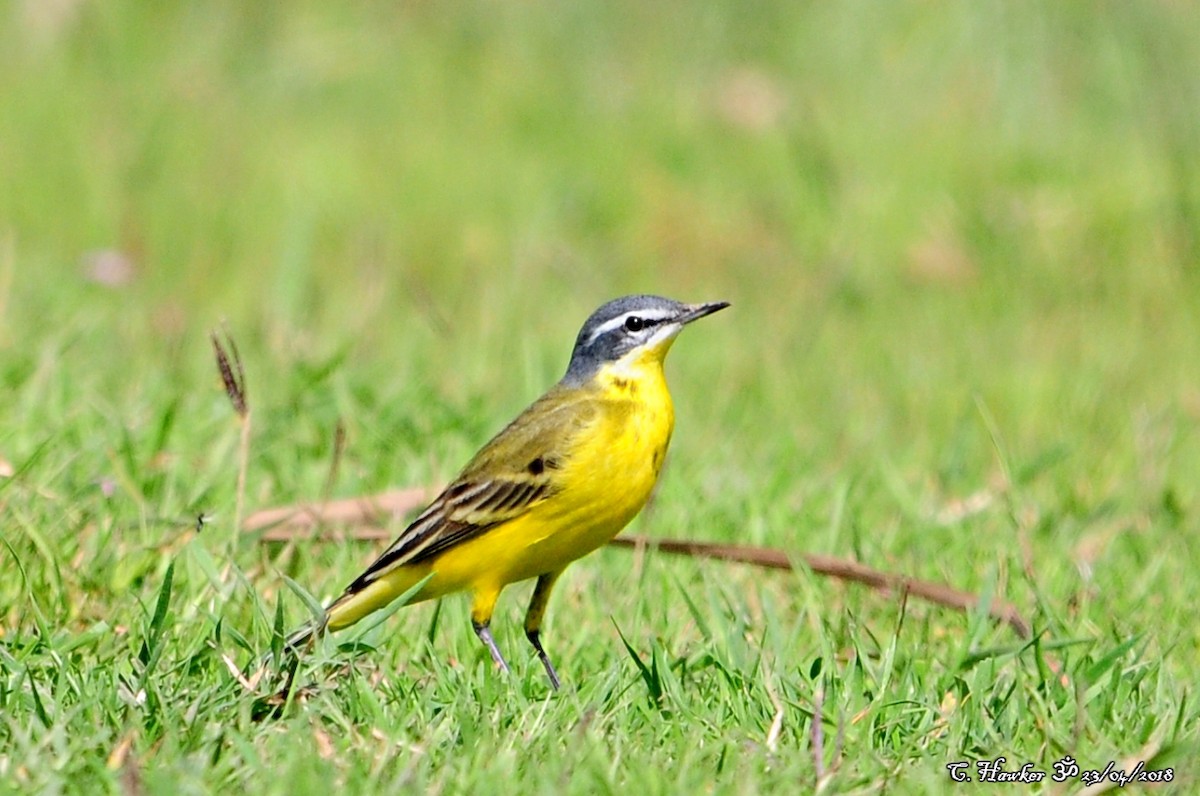 Western Yellow Wagtail (flava) - ML96077371