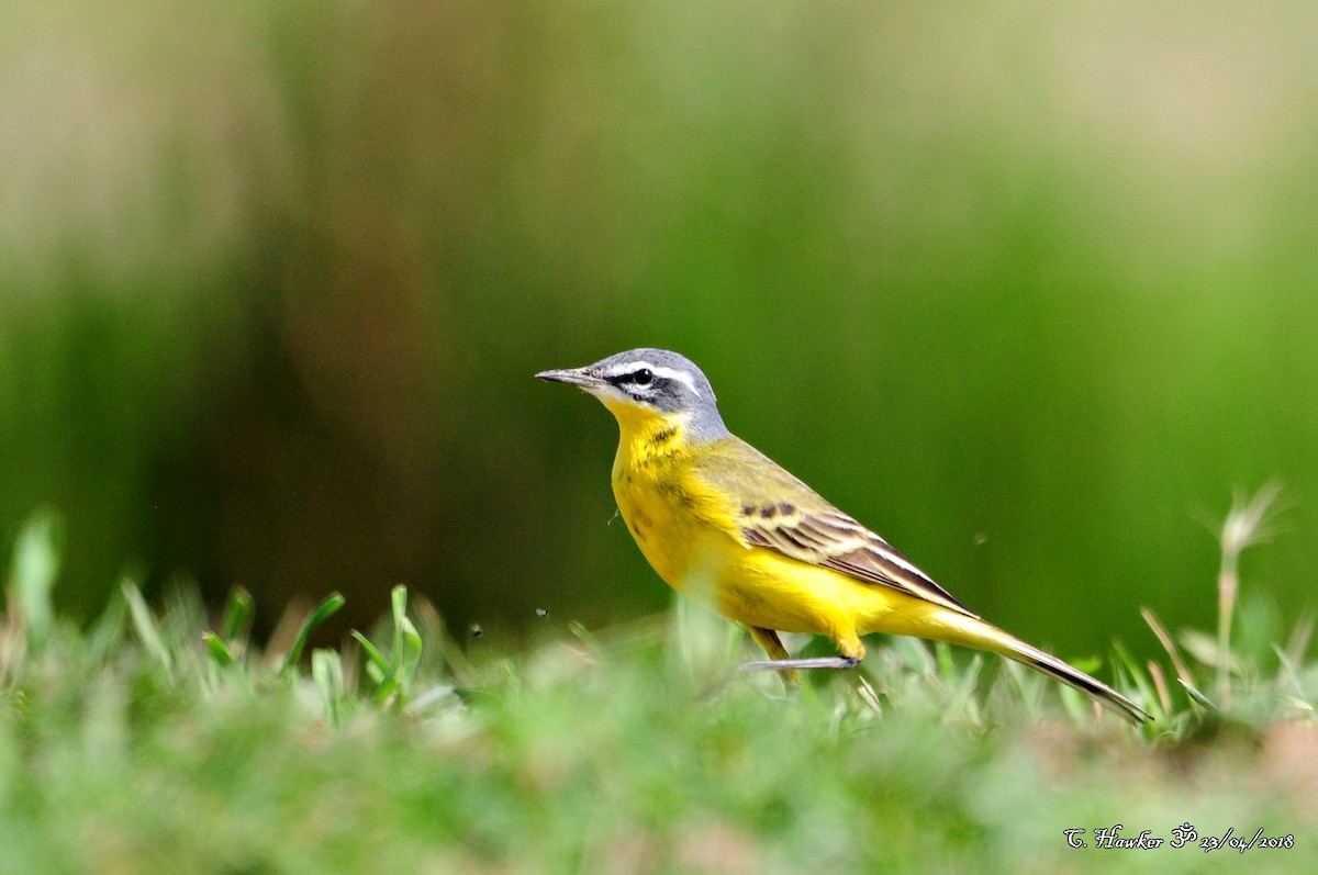 Western Yellow Wagtail (flava) - ML96077381