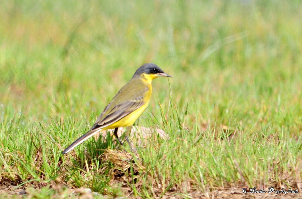 Western Yellow Wagtail (thunbergi) - ML96077411