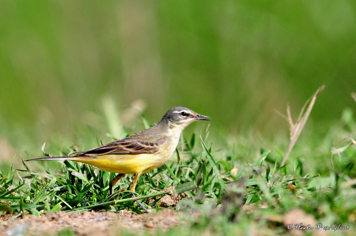 Western Yellow Wagtail - Carl  Hawker