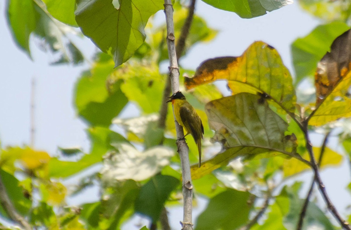 Bulbul Gorjinaranja - ML96078031