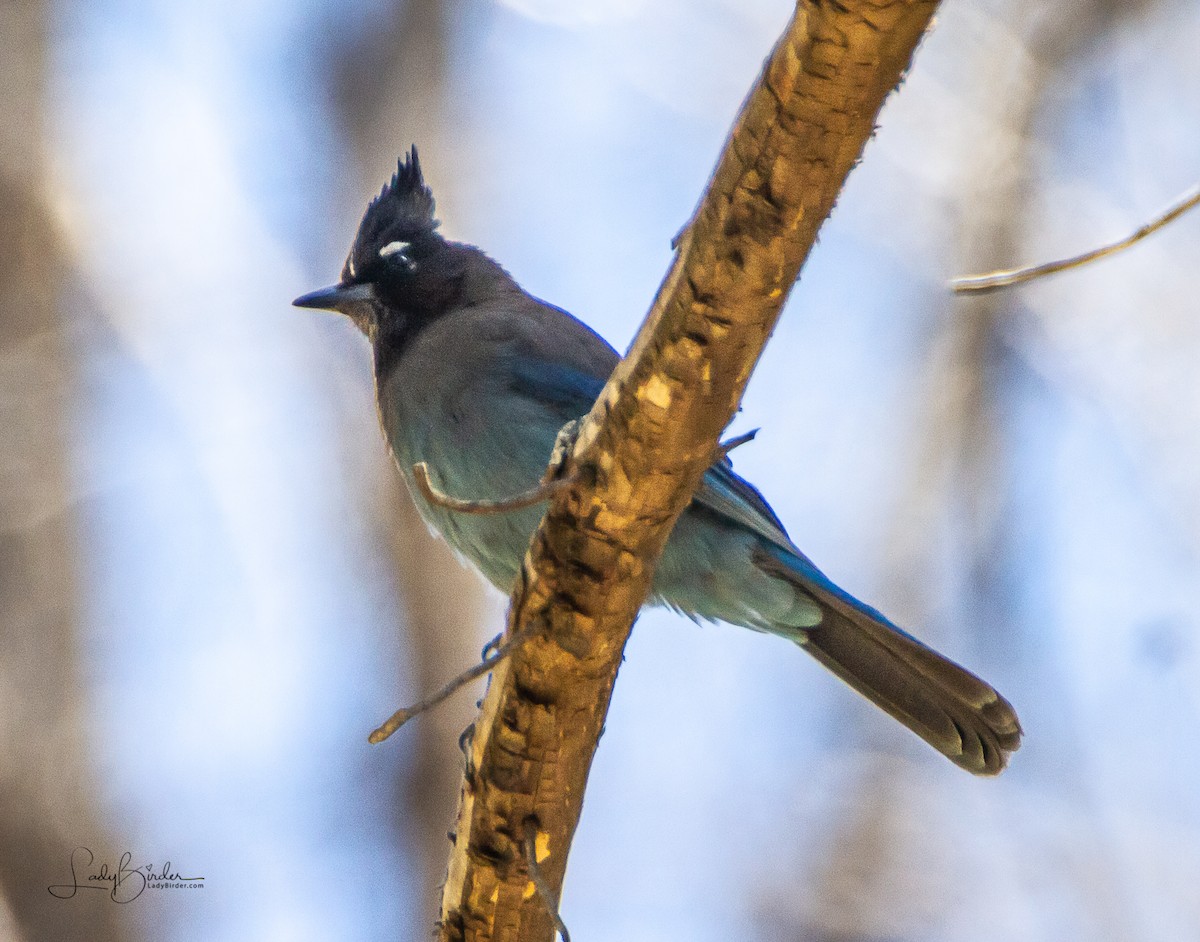 Steller's Jay - ML96078451