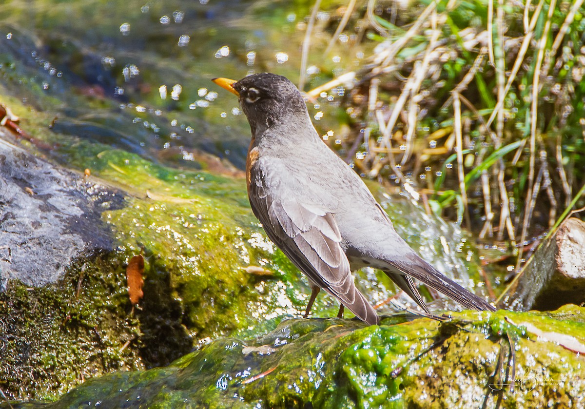 American Robin - ML96078581