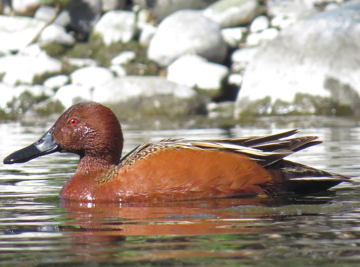 Cinnamon Teal - Ian Hearn