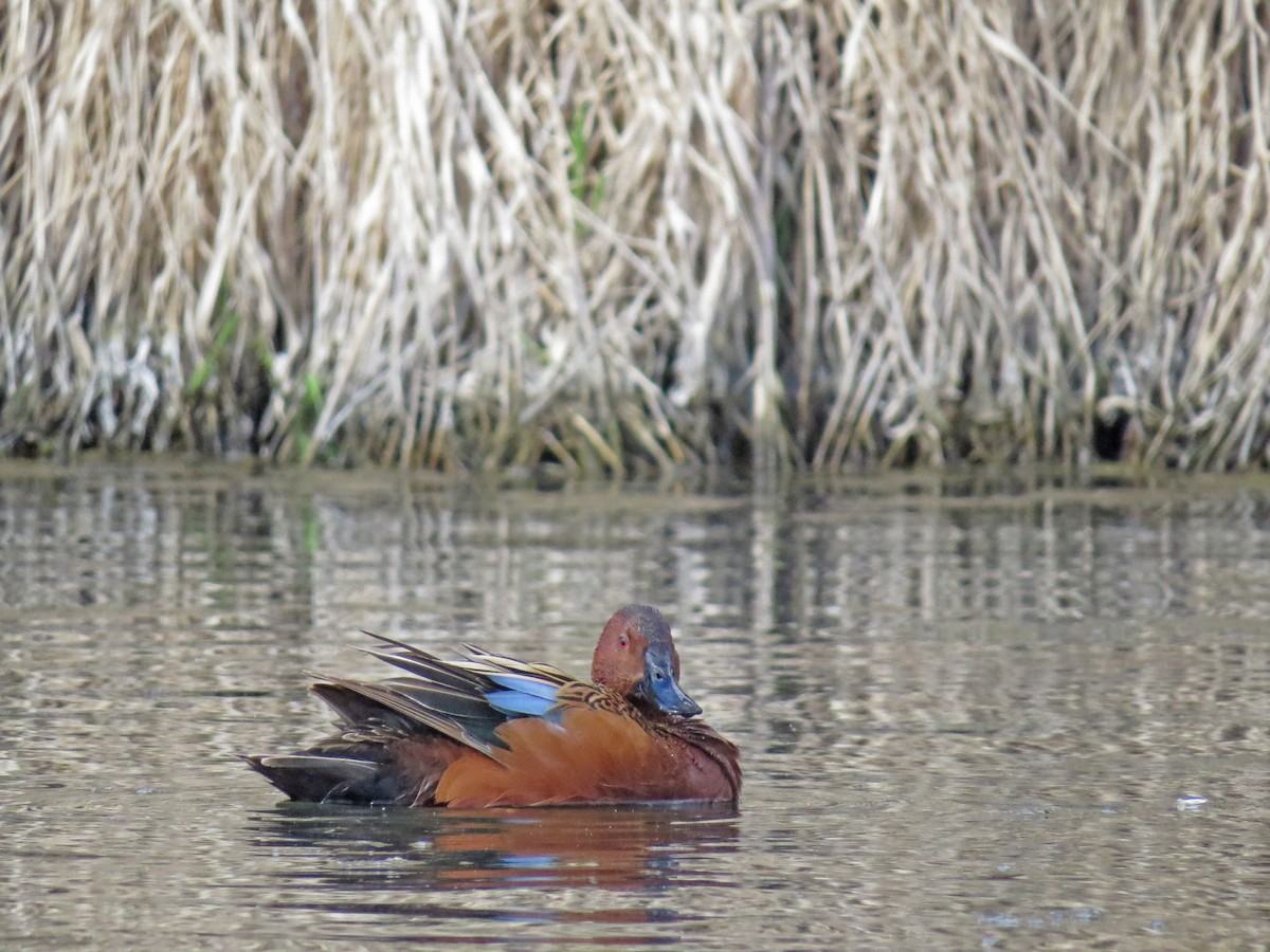 Cinnamon Teal - ML96078761