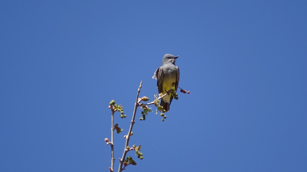 Cassin's Kingbird - ML96078781