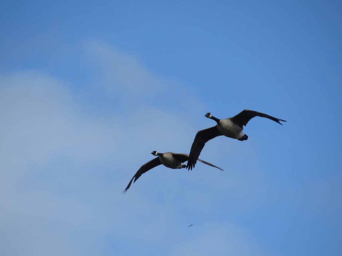 Canada Goose (moffitti/maxima) - Ian Hearn