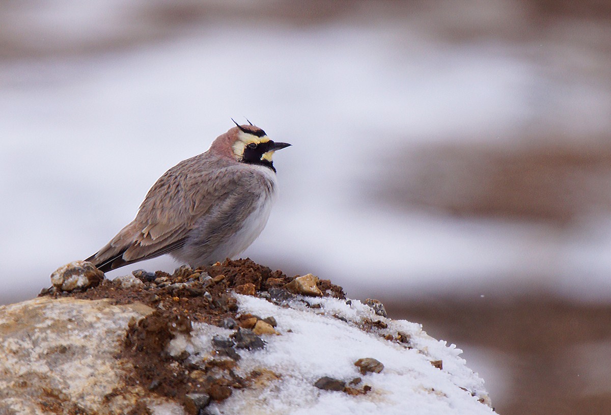 Horned Lark - ML96078881