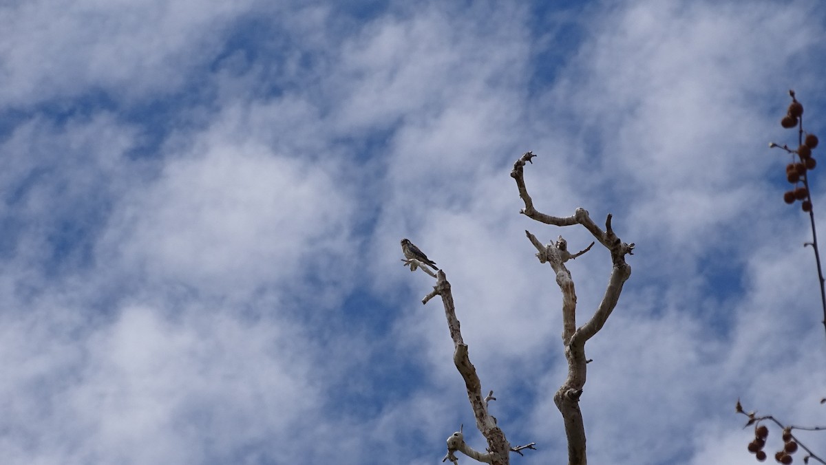 American Kestrel - ML96079211