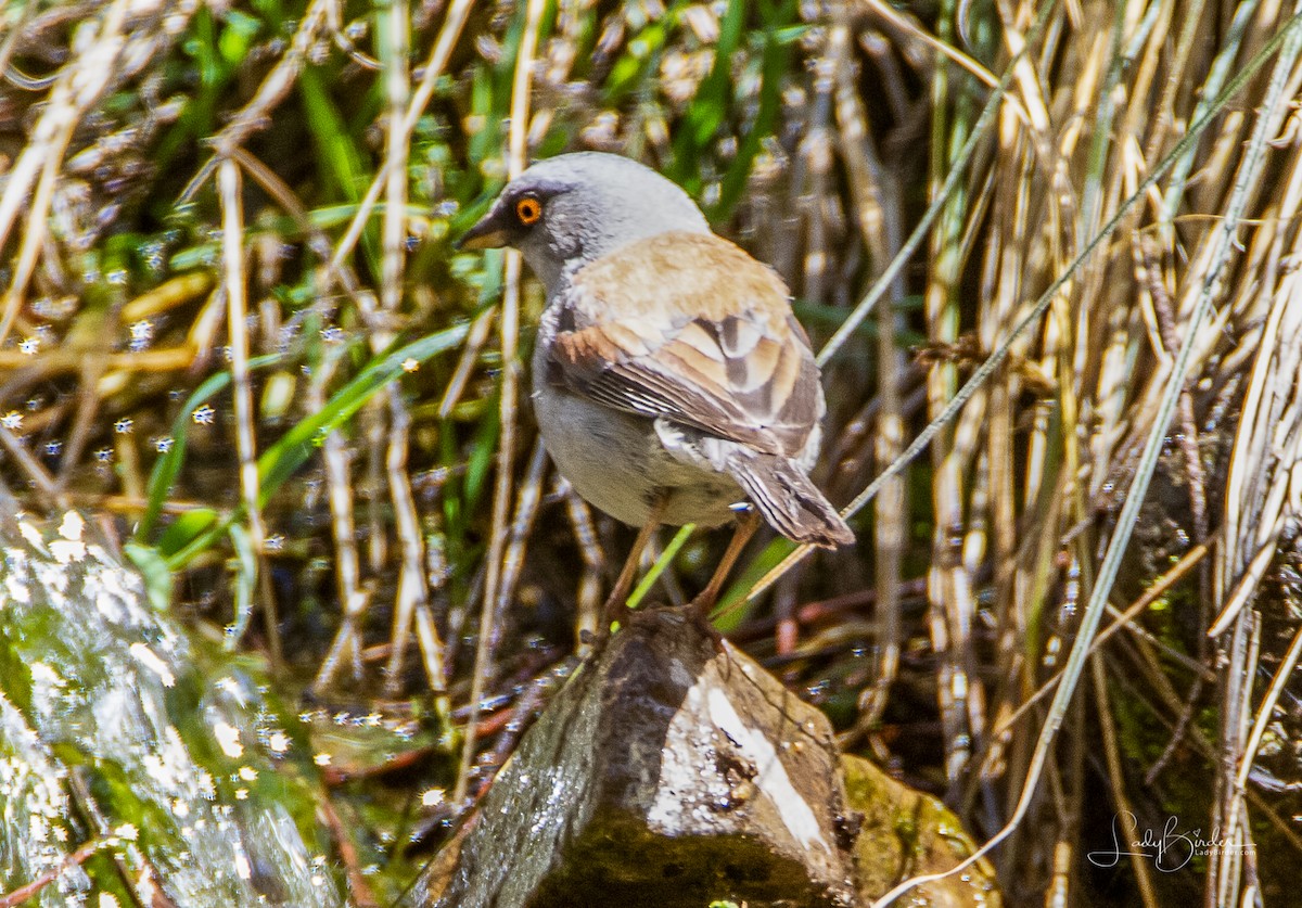 Yellow-eyed Junco - ML96079321