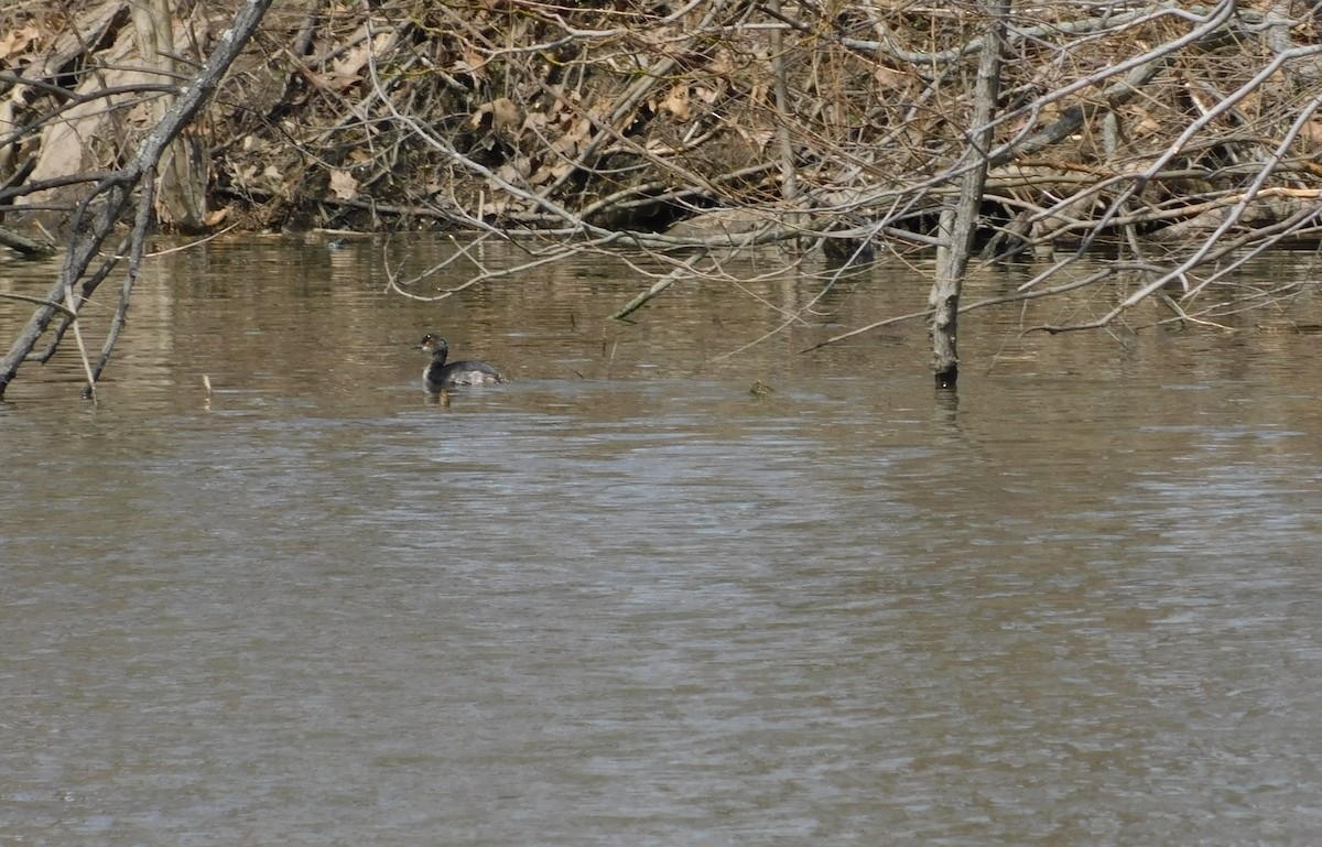 Eared Grebe - ML96079891