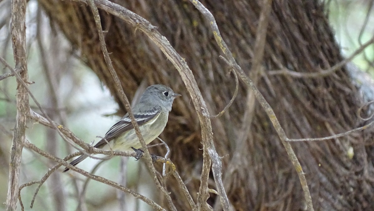 Hammond's Flycatcher - ML96080251