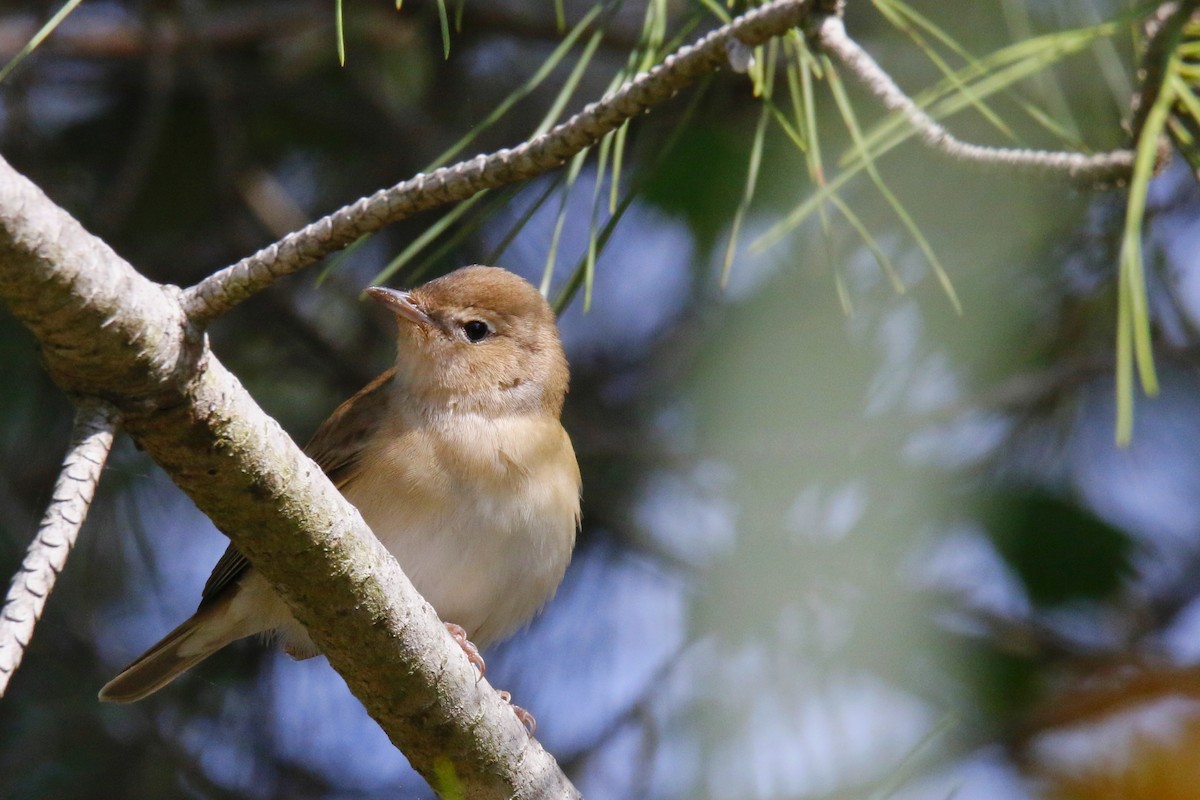 Garden Warbler - ML96080641