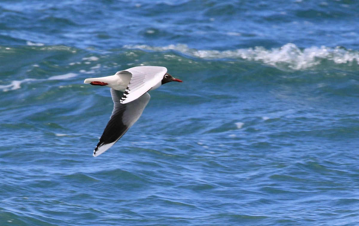 Brown-hooded Gull - ML96080671