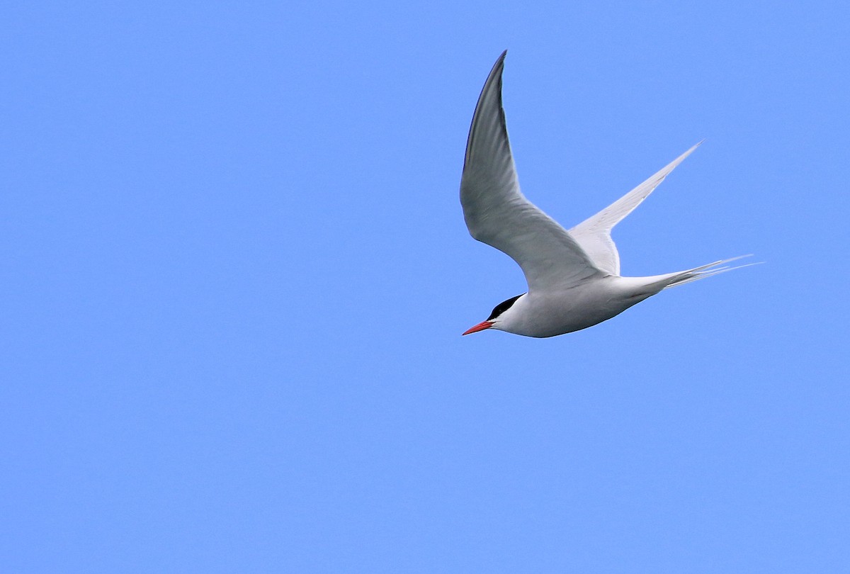 South American Tern - ML96080761