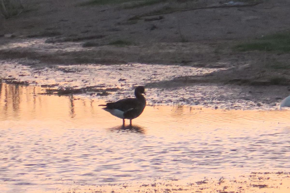 白額雁 - ML96080781