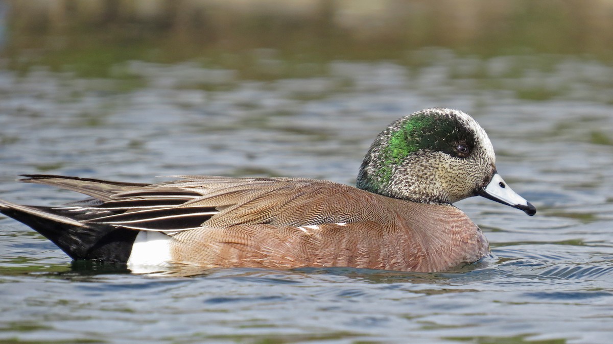 American Wigeon - Ian Hearn