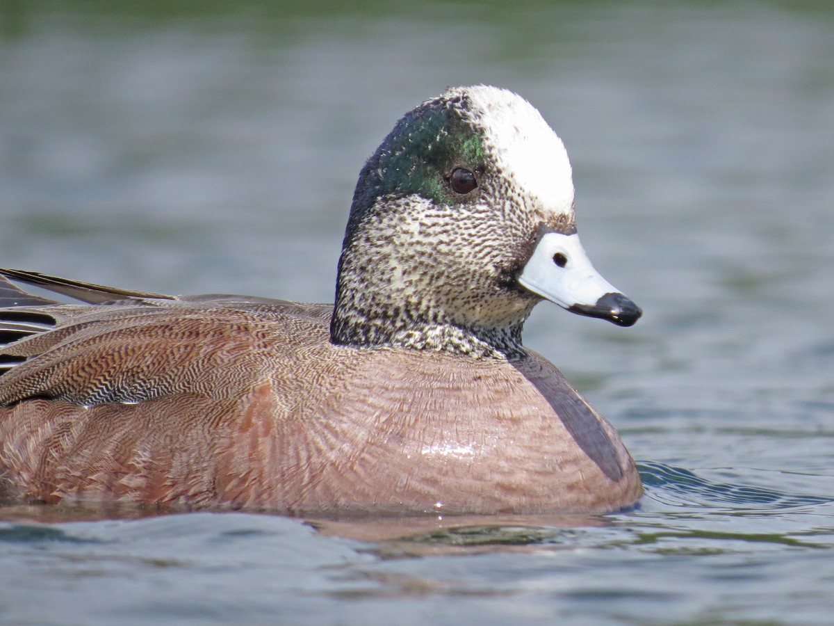 American Wigeon - Ian Hearn